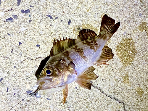 シロメバルの釣果