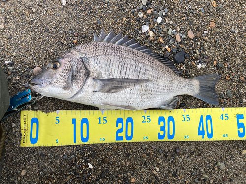 チヌの釣果