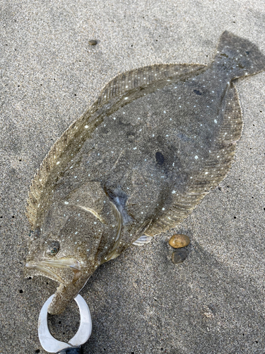 ヒラメの釣果