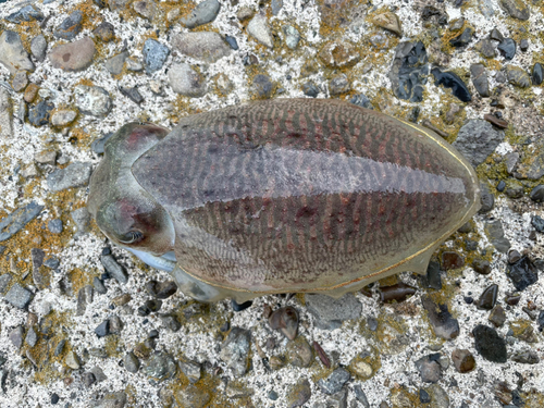 コウイカの釣果