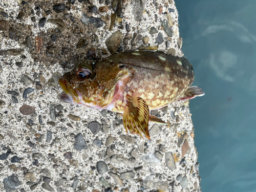 カサゴの釣果