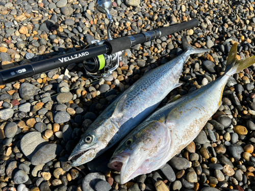 イナダの釣果