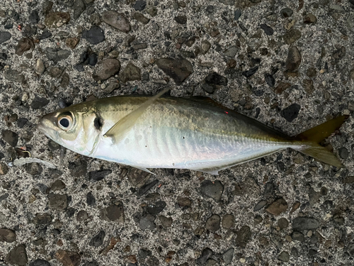 マアジの釣果