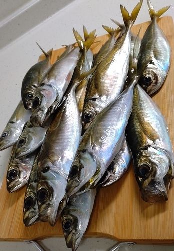 アジの釣果