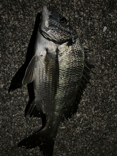 チヌの釣果