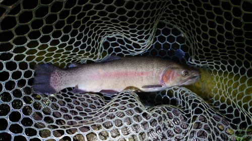 ニジマスの釣果