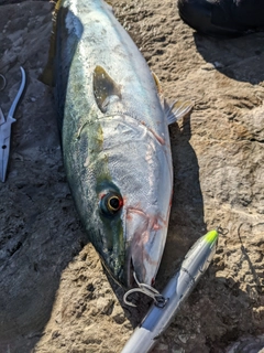 ワラサの釣果