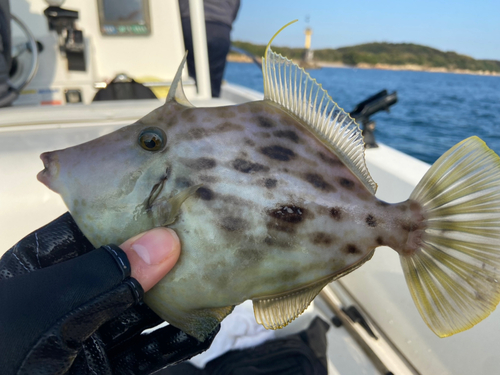 カワハギの釣果