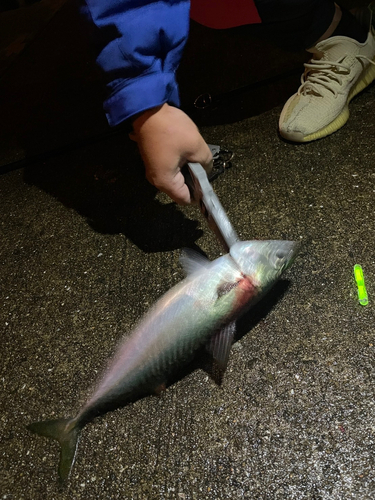 サバの釣果