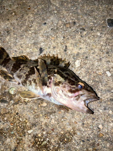 タケノコメバルの釣果