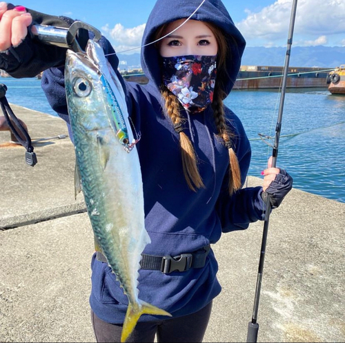 サバの釣果