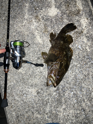 タケノコメバルの釣果