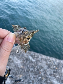 カサゴの釣果