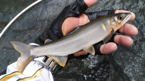 アユの釣果