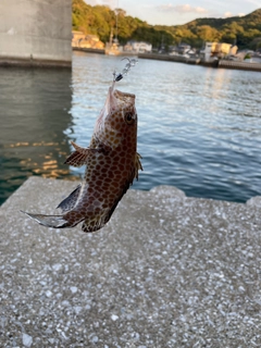 オオモンハタの釣果