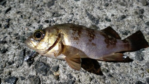 メバルの釣果