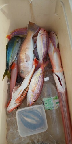 シロアマダイの釣果