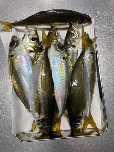 アジの釣果