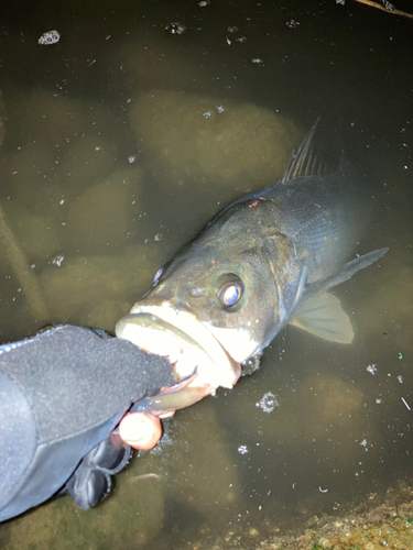 スズキの釣果