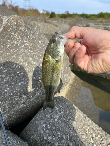 ラージマウスバスの釣果