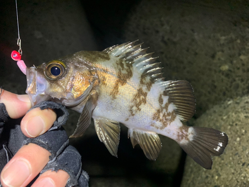 メバルの釣果