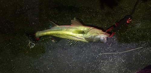 シーバスの釣果