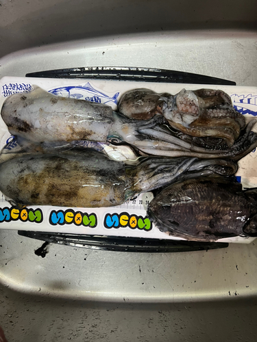 アオリイカの釣果