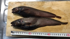 ドンコの釣果