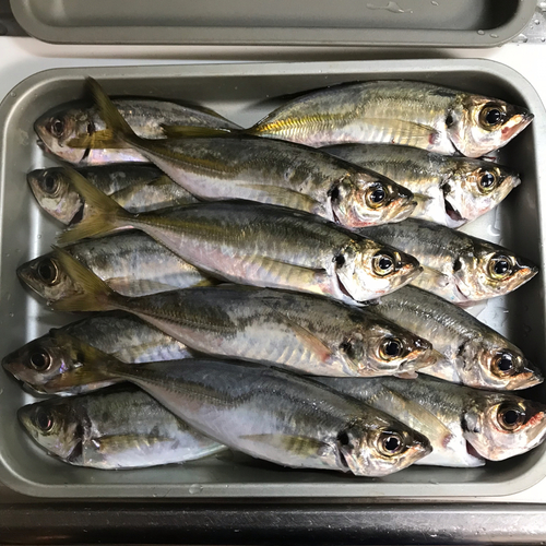 アジの釣果