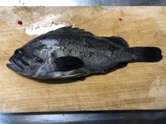 クロソイの釣果