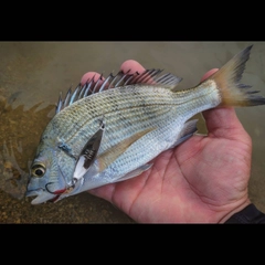 ミナミクロダイの釣果