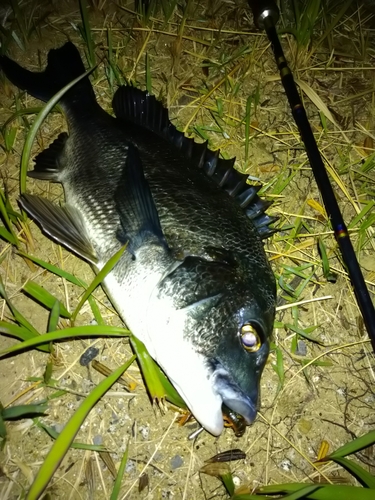 クロダイの釣果