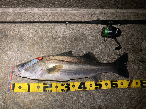 シーバスの釣果