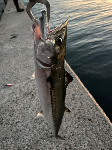 サゴシの釣果