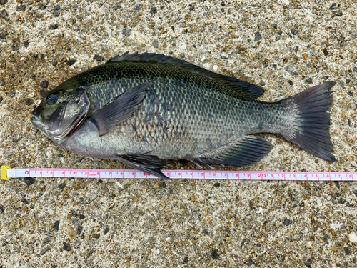 クチブトグレの釣果