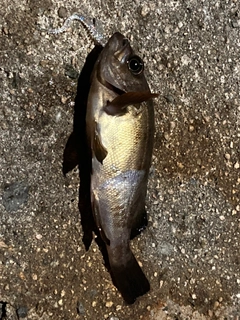 シロメバルの釣果