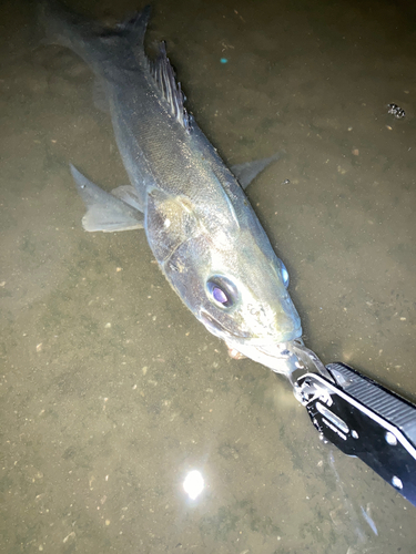 スズキの釣果