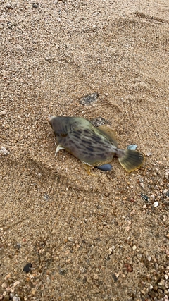 カワハギの釣果