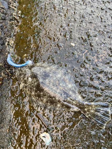 ソゲの釣果