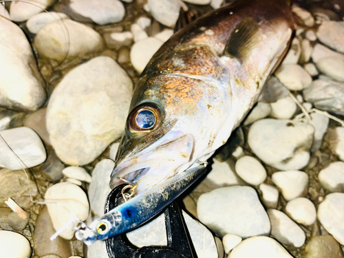 マルスズキの釣果