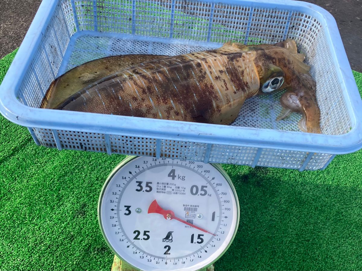ポンコツさんさんの釣果 2枚目の画像