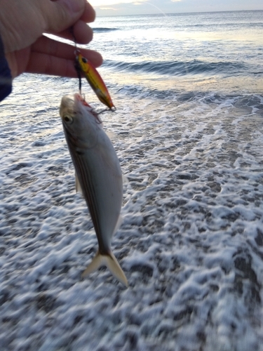 コノシロの釣果