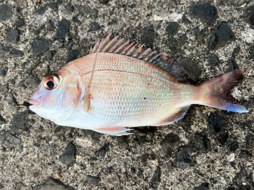 チャリコの釣果