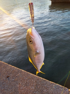 ヤズの釣果