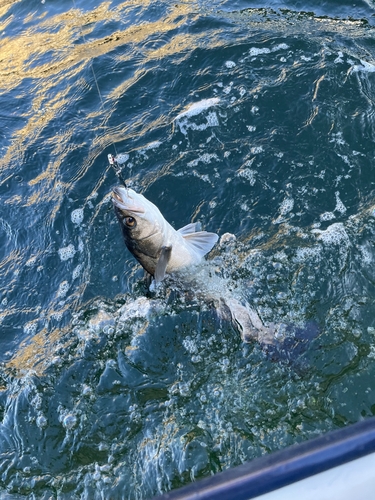 シーバスの釣果