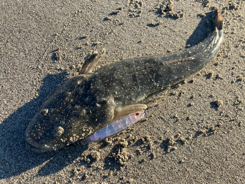 マゴチの釣果