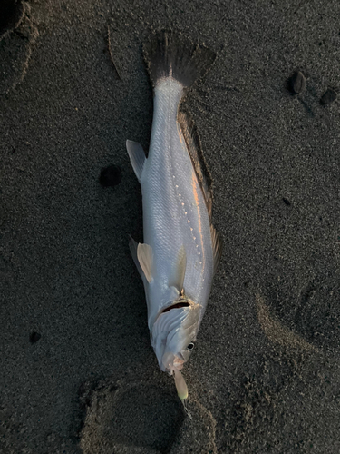 ニベの釣果