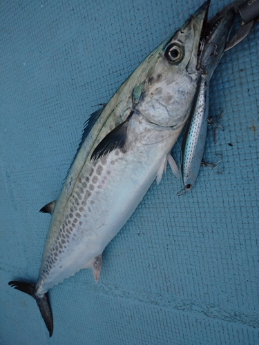 サゴシの釣果