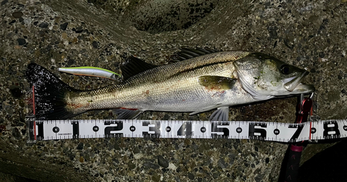 シーバスの釣果