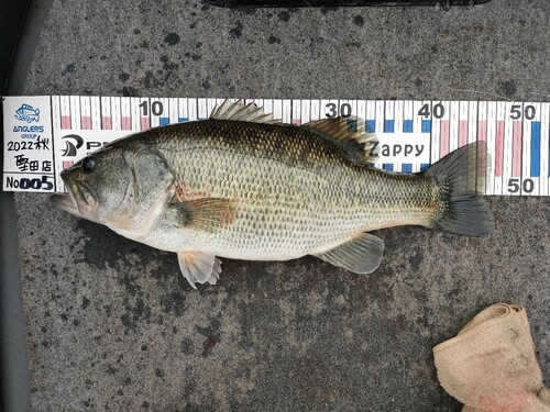 ブラックバスの釣果